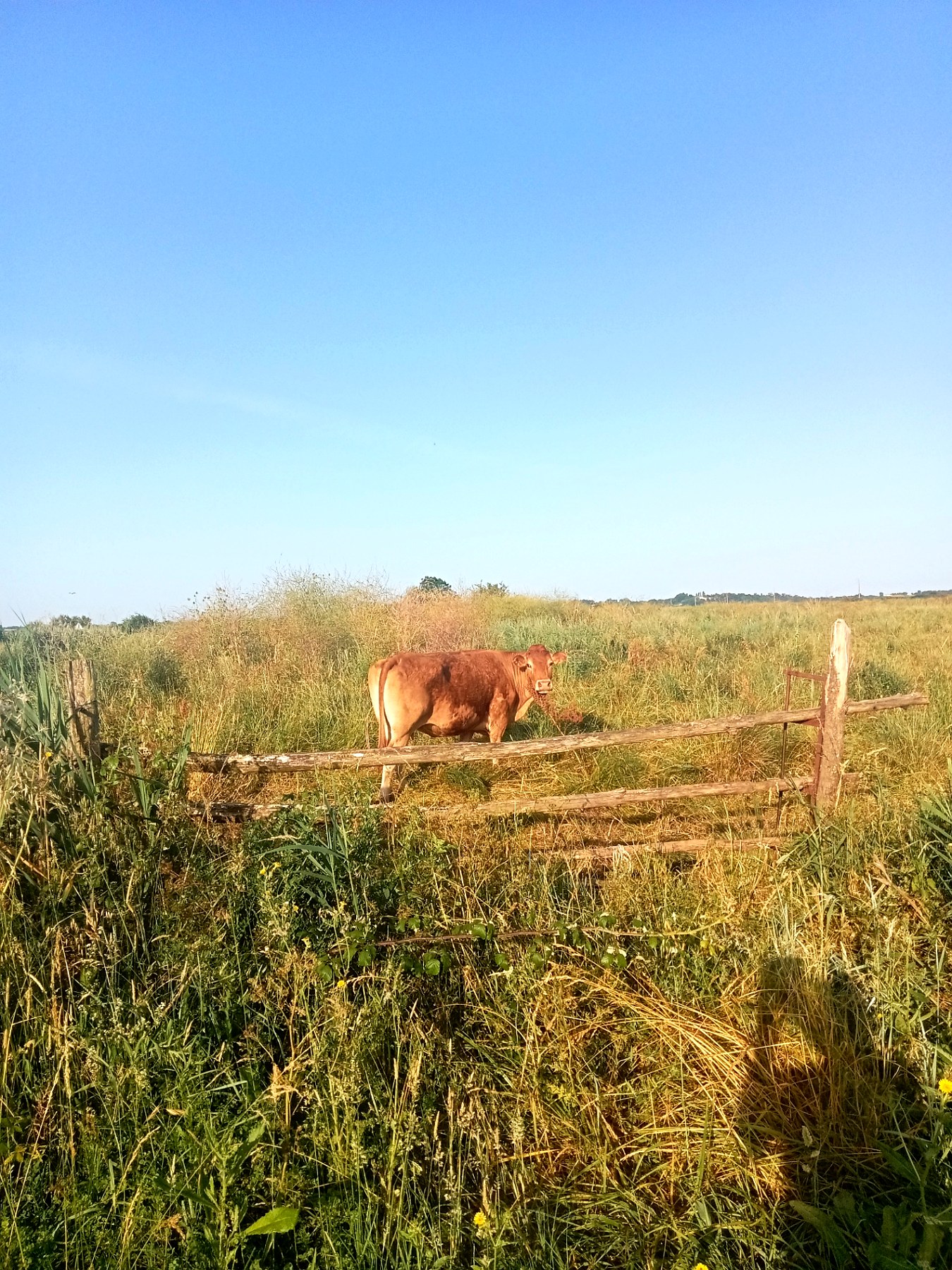 Vache derrière une barrière de bois dans les hautes herbes