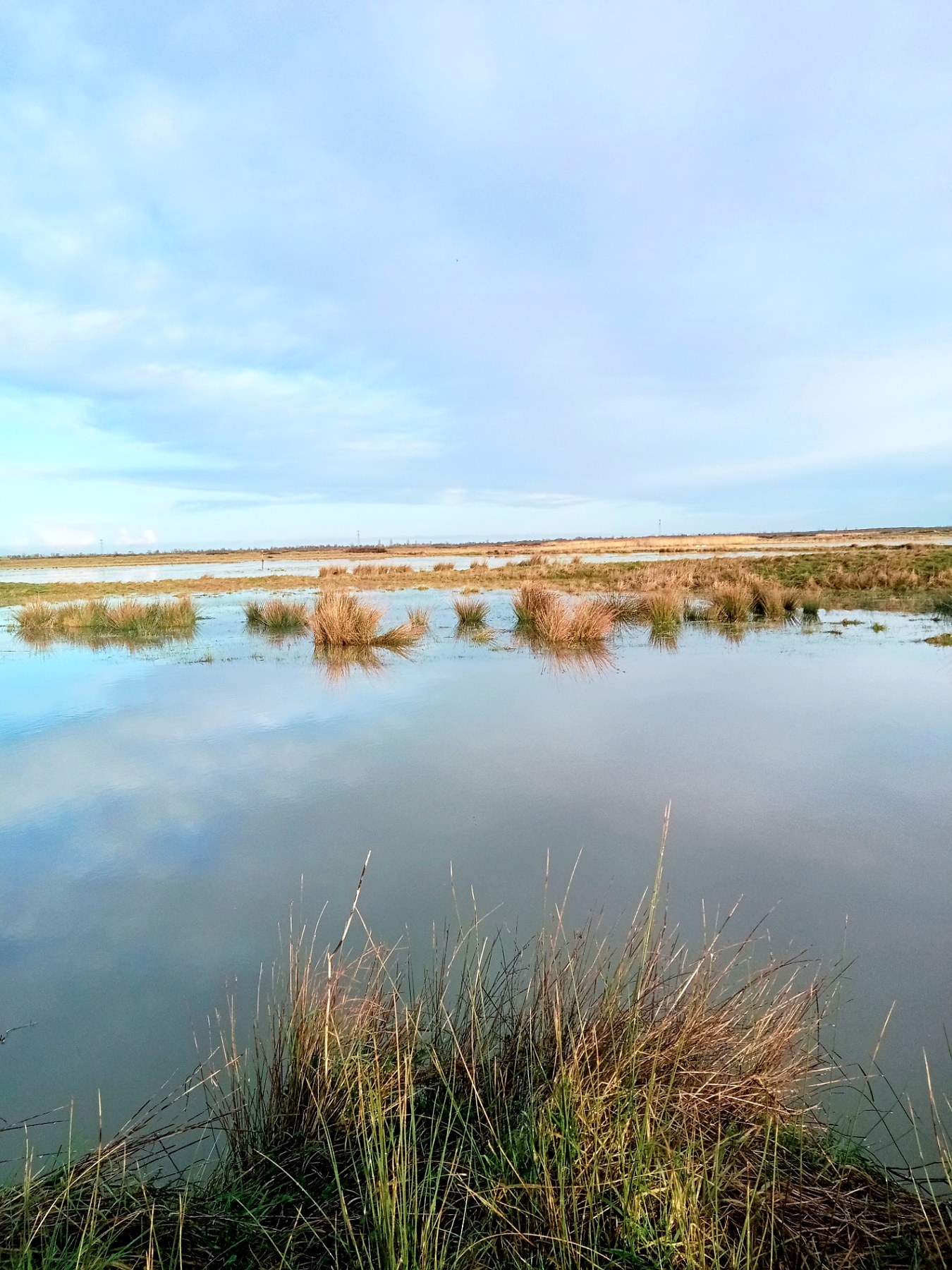 Touffes d'herbes émergeant de l'eau du marais