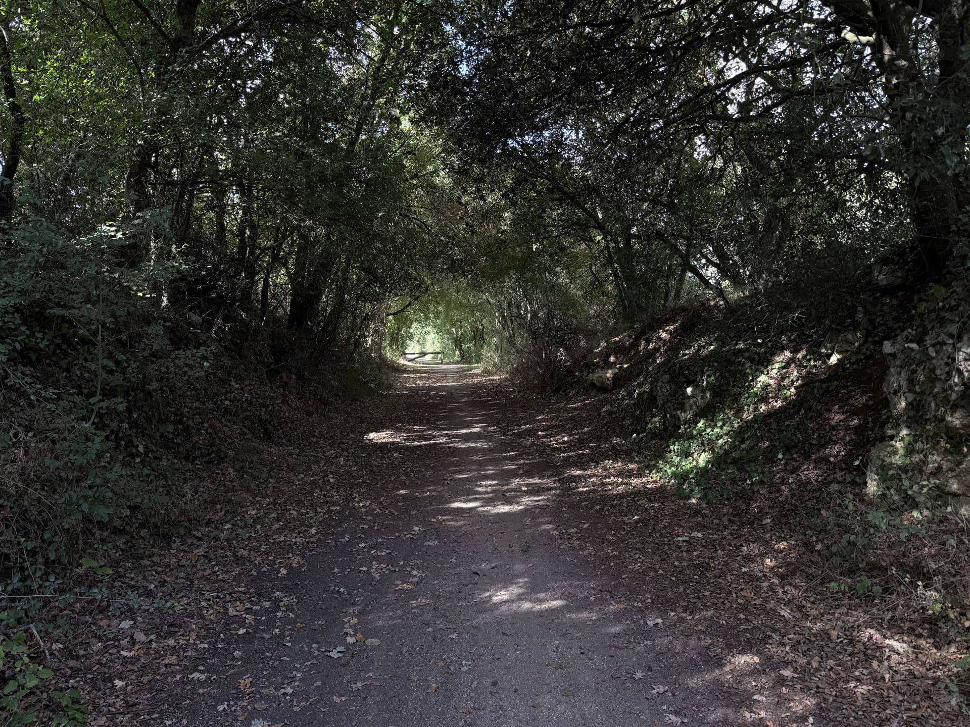 Tunnel de verdure formé par les chênes au-dessus du chemin de la Vélodyssée