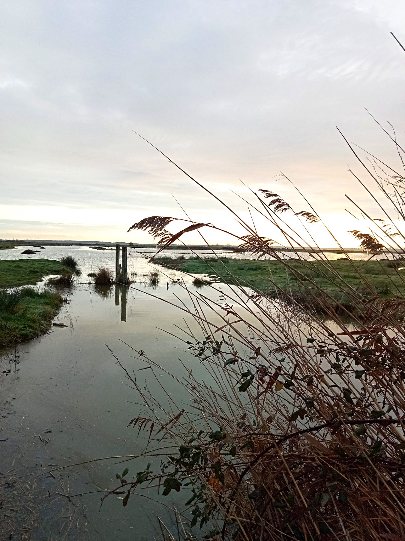 Marais inondé à l'aube en hiver