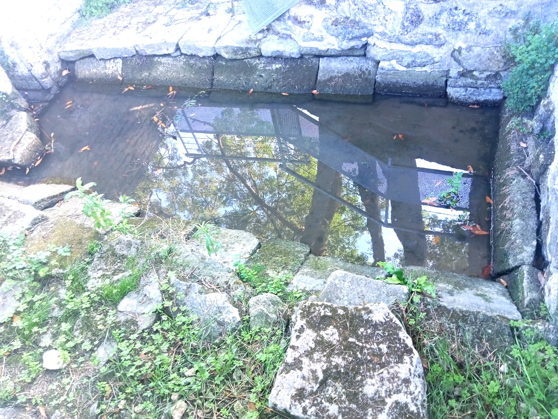 Reflets des arbres à la surface de l'eau du lavoir