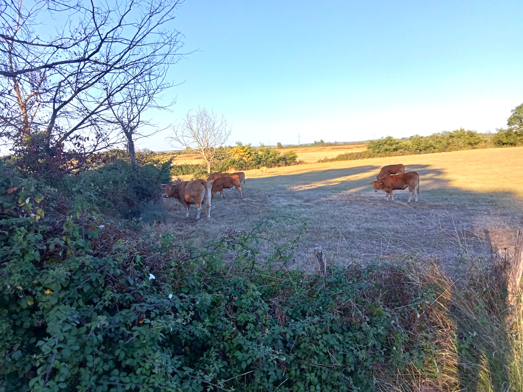 Vaches au pâturage en bordure de marais à la fin de l'été