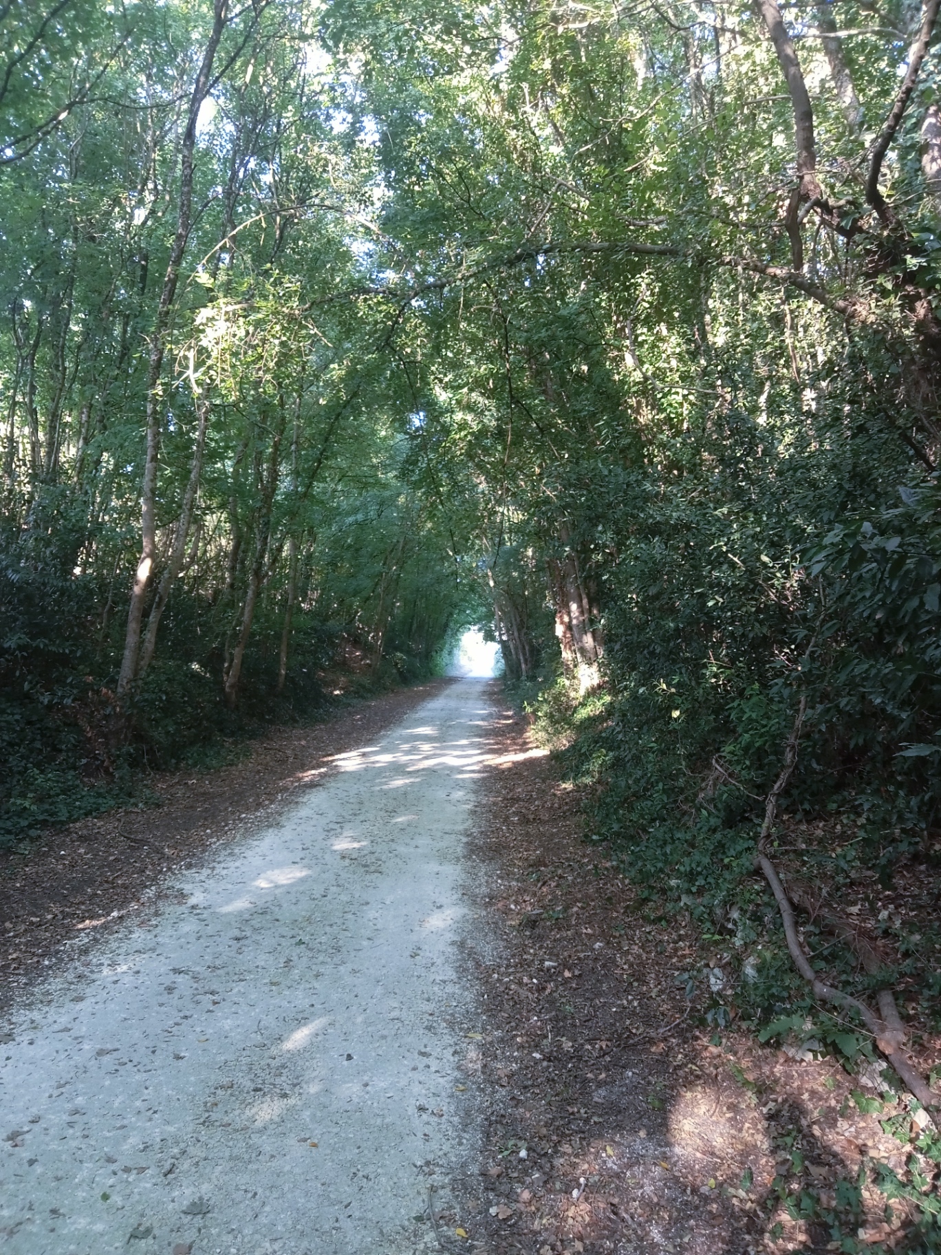 Chemin ombragé de la Vélodyssée bordé d'arbres à Saint-Agnant