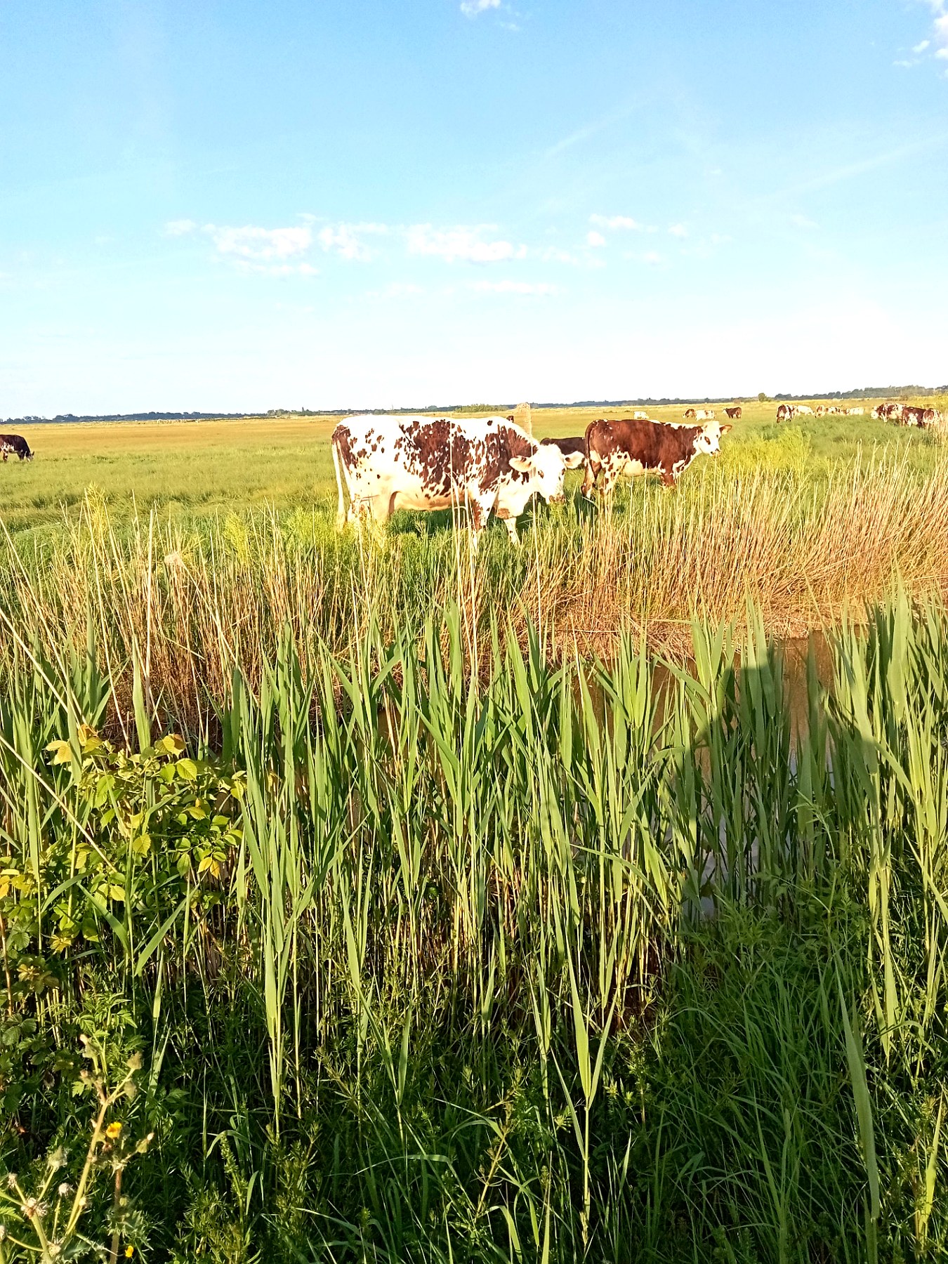 Vaches normandes pâturant derrière les roseaux