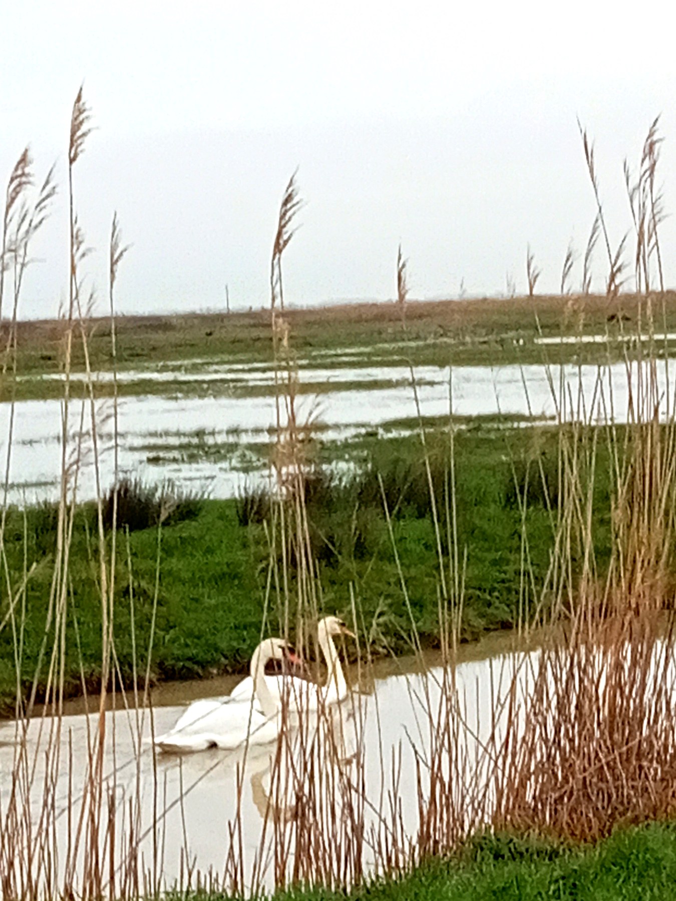 Deux cygnes sur un canal du marais