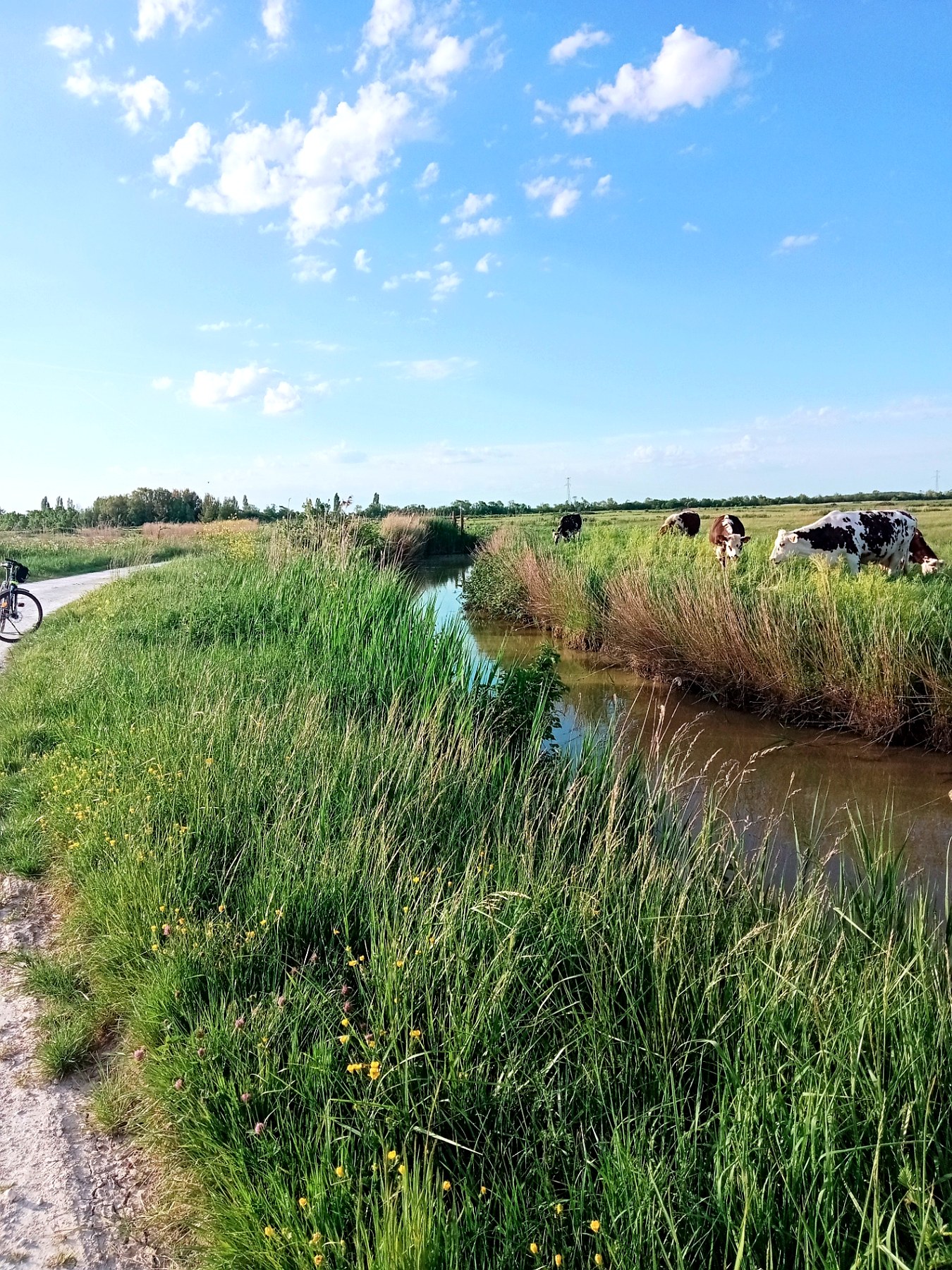 Chemin blanc longeant un canal, vaches au pâturage