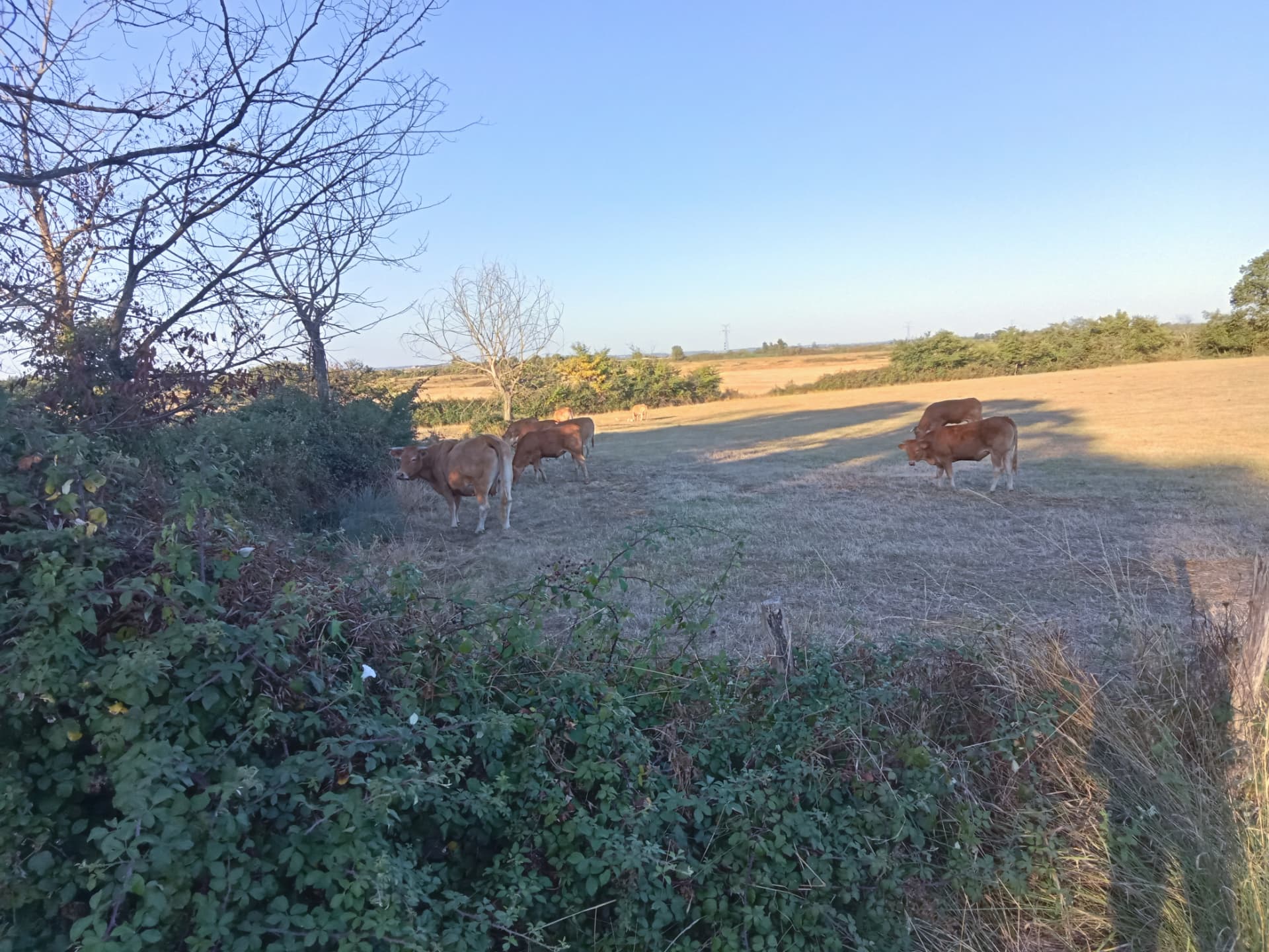 Troupeau de vaches dans les prairies autour de Saint-Agnant